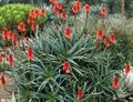 krantz aloe